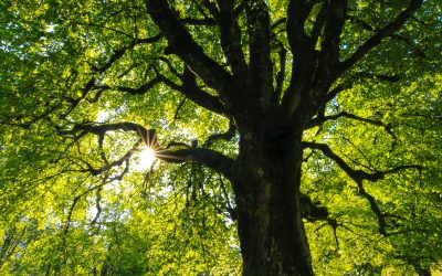 Het Groene Paradijs: Ontdek de Magie van Tuincentrum Venlo